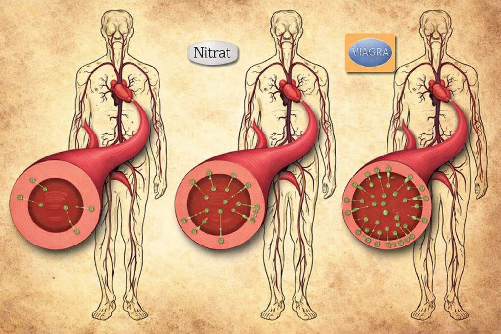 viagra kalp damar uzerindeki etkisi sema
